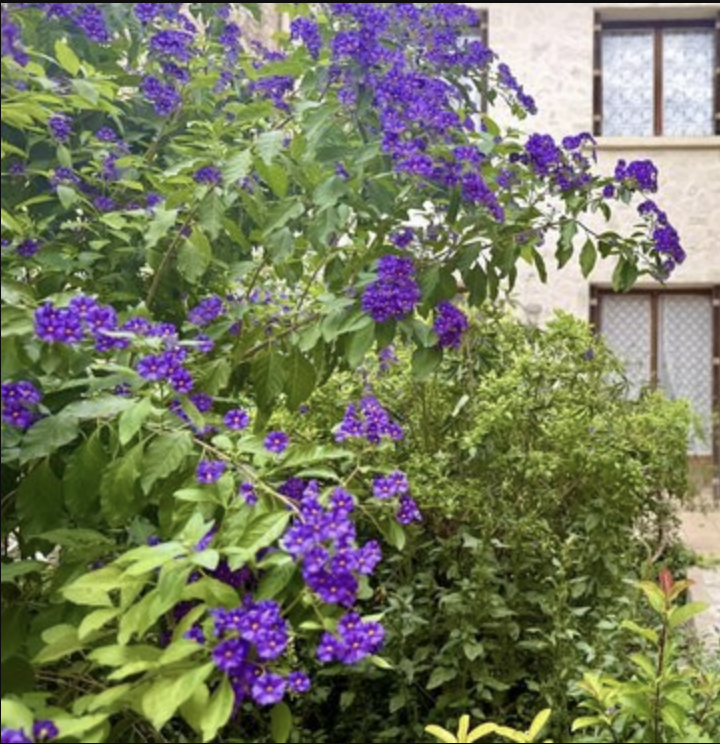 vegetalisation vegetalisation